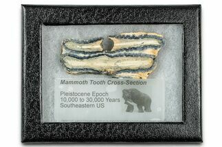 Mammoth Molar Slice With Case - South Carolina #335164