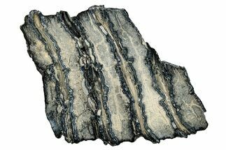 Polished Mammoth Molar Section - South Carolina #335382