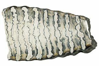 Polished Mammoth Molar Slice - South Carolina #335392
