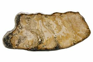 Polished Mammoth Molar Slice - South Carolina #335391