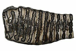 Polished Mammoth Molar Slice - South Carolina #335406