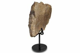 Triceratops Limb Bone Section w/ Metal Stand - South Dakota #335497