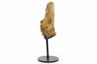Fossil Hadrosaur Vertebra Section w/ Metal Stand - South Dakota #335483