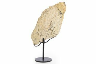 Dinosaur (Triceratops) Frill Shield Section - South Dakota #335492