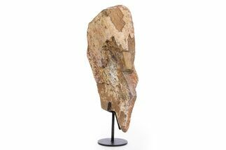 Fossil Sauropod Scapula Section with Metal Stand - Colorado #335513