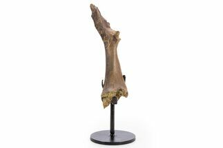 Fossil Crocodylomorph Humerus w/ Metal Stand - South Dakota #335518