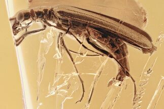 Detailed Fossil False Blister Beetle (Oedemera) in Baltic Amber #335577