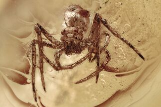 Detailed Fossil Ogre-Faced Spider (Deinopidae) In Baltic Amber #335579