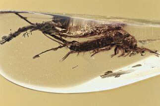 Large Fossil Bristletail (Machilidae) In Baltic Amber #335628