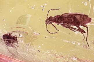 Detailed Fossil Flies, Beetles, and a Moth Fly In Baltic Amber #335675