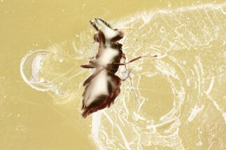 Detailed Fossil Wasp (Torymidae) in Baltic Amber #335684