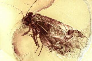 Detailed Fossil Barklouse (Psocodea) In Baltic Amber #335766