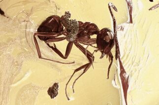 Detailed Fossil Ant and Jumping Spider Exuvia In Baltic Amber #335795