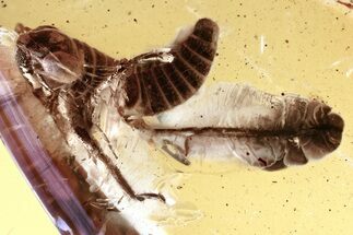 Detailed Fossil Leafhopper (Cicadellidae) Nymph In Baltic Amber #335816