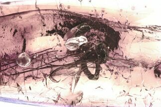 Detailed Fossil Fungus Gnat (Keroplatidae) In Baltic Amber #335831