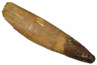 Real Spinosaurus Tooth - Original Root! #335985