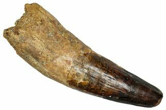 Huge, Fossil Spinosaurus Tooth - Composite Tooth #336017