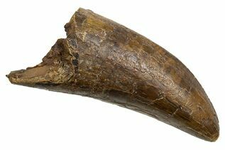 Dinosaur Teeth For Sale