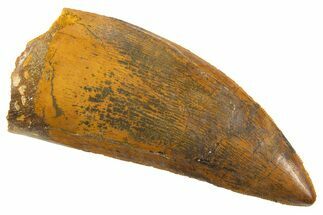 Serrated Carcharodontosaurus Tooth - Huge Dinosaur Tooth #336063