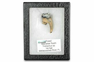 Pleistocene Fossil Manatee (Trichechus) Tooth - Florida #336158