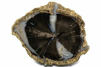 Petrified Wood (Schinoxylon) Round - Blue Forest, Wyoming #336247