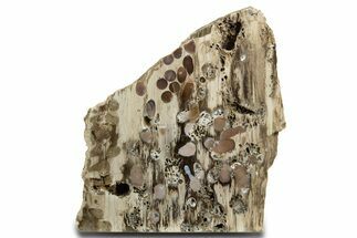 Free-Standing Polished Petrified Teredo (Shipworm Bored) Wood #336248