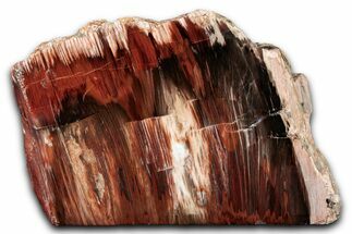 Colorful Polished Petrified Wood Stand-Up - California #336253