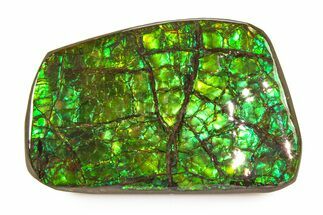 Iridescent Ammolite (Fossil Ammonite Shell) - Brilliant Greens #336274