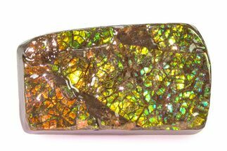 Iridescent Ammolite (Fossil Ammonite Shell) - Rainbow Colored #336285