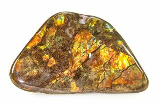 Iridescent Ammolite (Fossil Ammonite Shell) - Alberta #336286