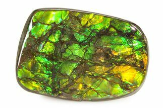 Iridescent Ammolite (Fossil Ammonite Shell) - Brilliant Greens #336291
