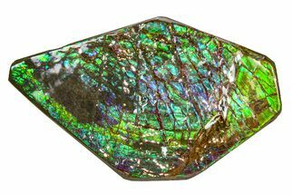 Flashy Ammolite (Fossil Ammonite Shell) - Greens & Purples #336352