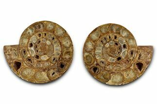 Cut & Polished Jurassic Ammonite (Perisphinctes) Fossil #336422