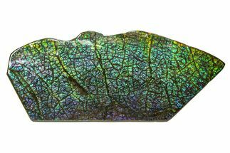 Flashy Ammolite (Fossil Ammonite Shell) - Greens & Purples #336371