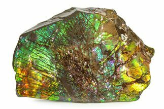 Flashy Ammolite (Fossil Ammonite Shell) - Greens & Purples #336374
