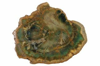 Green Chromium Petrified Wood (Woodworthia) Round - Zimbabwe #336473
