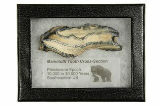 Mammoth Molar Slice With Case - South Carolina #335167