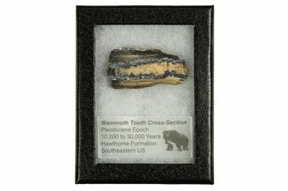 Mammoth Molar Slice With Case - South Carolina #335361