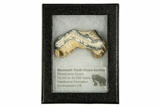 Mammoth Molar Slice With Case - South Carolina #335373