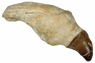 Fossil Rooted Mosasaur Tooth - Morocco #336348