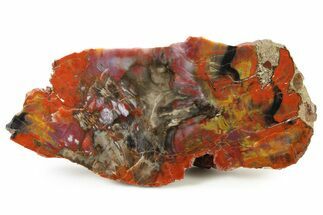 Polished Rainbow Petrified Wood (Araucarioxylon) Section -Arizona #336623