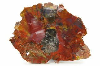 Polished Petrified Wood (Araucarioxylon) Slab - Arizona #336656