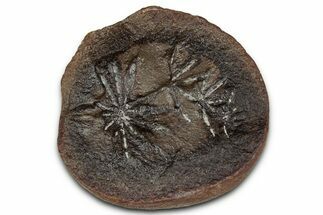 Fossil Horsetail (Annularia) Nodule Half - Mazon Creek #336175