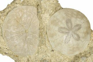 Two Fossil Sand Dollars (Scutella) - France #336750