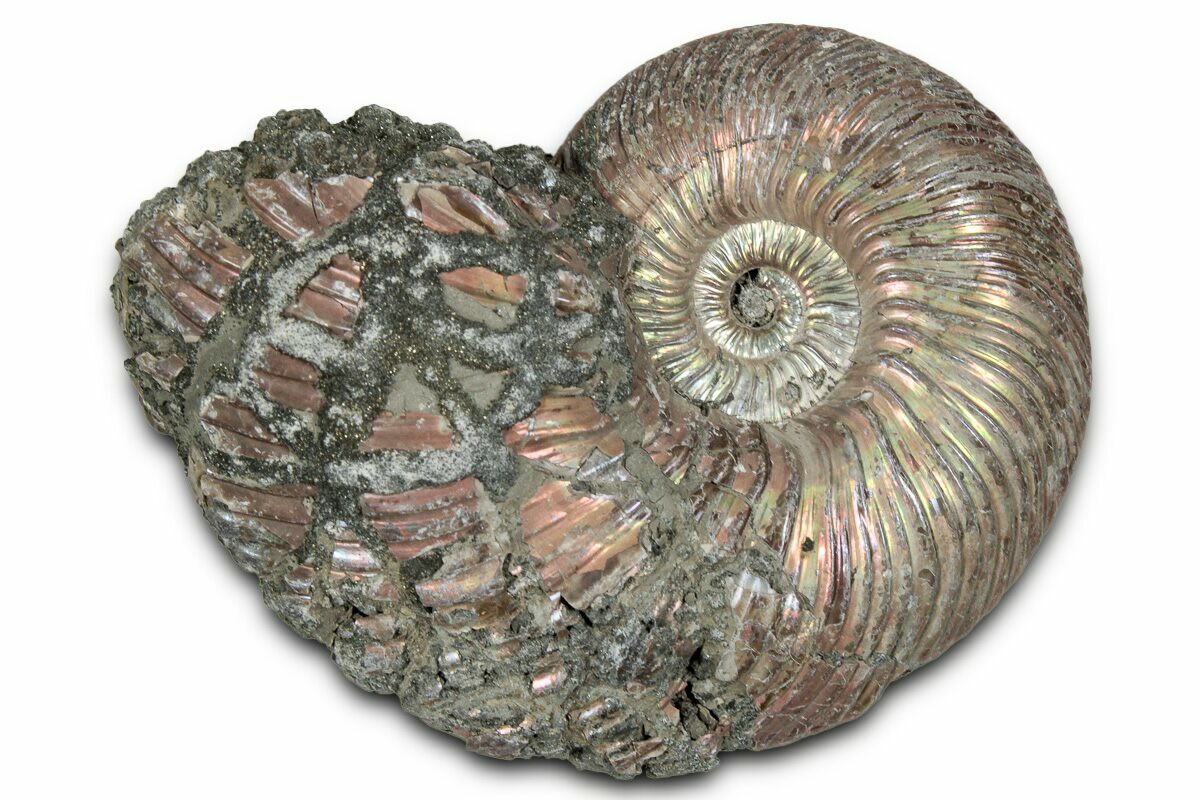Pyritized Shells 2.25