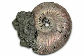 Iridescent, Pyritized Ammonite (Quenstedticeras) Fossil - Russia #336204