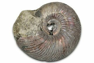 Iridescent, Pyritized Ammonite (Quenstedticeras) Fossil - Russia #336219