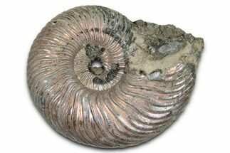 Iridescent, Pyritized Ammonite (Quenstedticeras) Fossil - Russia #336225
