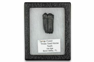 Fossil Three-Toed Horse Tooth - Bone Valley, Florida #336409