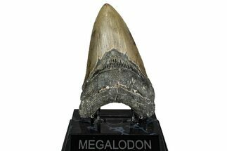 Serrated, Fossil Megalodon Tooth - North Carolina #336961